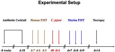 Murine Fecal Microbiota Transplantation Alleviates Intestinal and Systemic Immune Responses in Campylobacter jejuni Infected Mice Harboring a Human Gut Microbiota